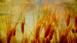 Wheat Field HD Still
