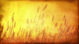 Golden Harvest HD Motion Loop