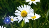 Welcome Flowers
